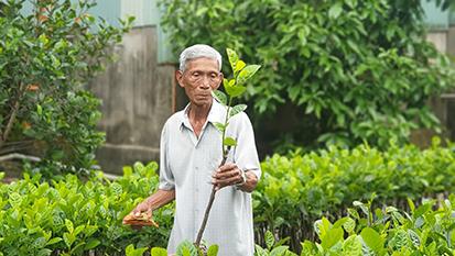 Nhân giống mít không hạt tại phường Ba Láng, quận Cái Răng.