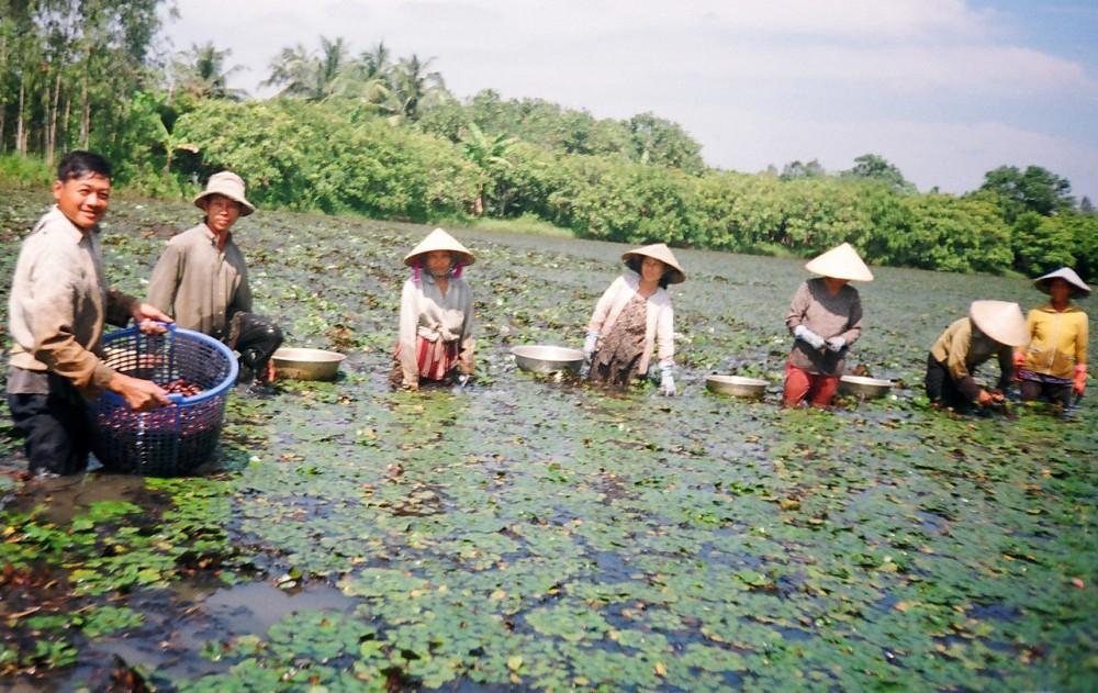 Thu hoạch ấu ở ấp Tân Thuận, xã Tân Hạnh, huyện Long Hồ, tỉnh Vĩnh Long.