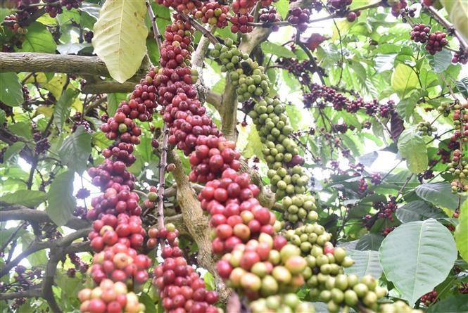 Đến năm 2025, Việt Nam tái canh và cải tạo 107.000ha càphê | Kinh tế |  Vietnam+ (VietnamPlus)