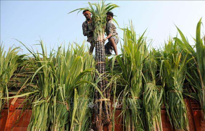 Hạn chế xuất khẩu lương thực ảnh hưởng gần 1/5 thị trường toàn cầu