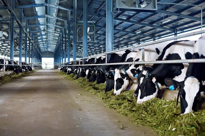 Trang trại bò sữa Vinamilk thứ 7 đạt chuẩn Global Gap | Giáo dục Việt Nam