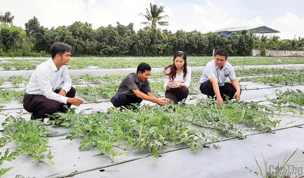 Cán bộ xã Mỹ Khánh thăm mô hình sản xuất đạt hiệu quả kinh tế cao của người dân (thứ 2 từ trái sang).