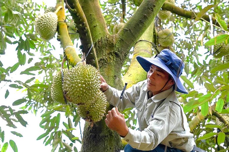 Nông dân Việt Nam xuất sắc Lê Sỹ Hòa bên vườn sầu riêng VietGAP mang lại hiệu quả kinh tế cao