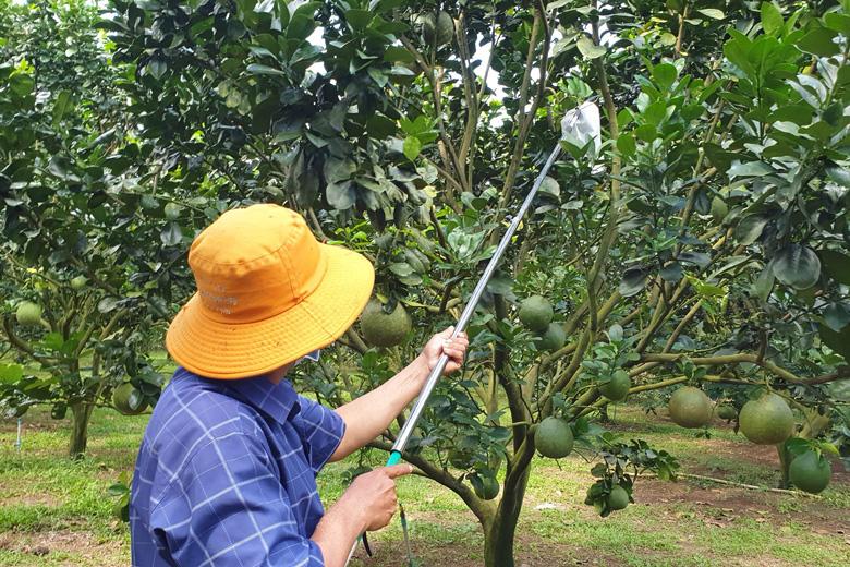 Mô hình chăm sóc bưởi bằng phân hữu cơ và thuốc sinh học tự chế của ông Đỗ Kim Thành (Thôn 1, xã Quảng Ngãi)