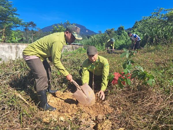 Nghệ sỹ, hoa hậu tham gia trồng rừng