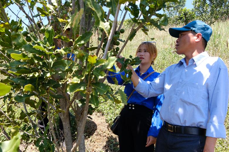 Việc liên kết với doanh nghiệp đã góp phần ổn định sản xuất và đem lại nguồn thu lớn cho người trồng mắc ca trên địa bàn huyện Lâm Hà