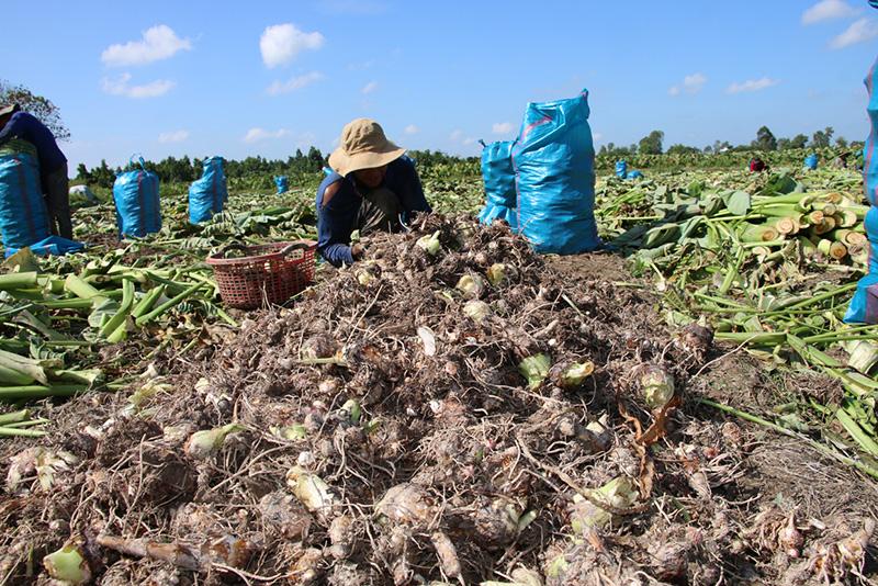 Giá khoai môn giảm