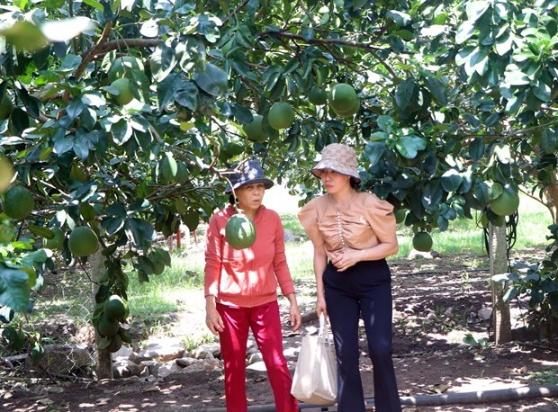 Buoi Phuoc Binh duoc cap ma so xuat khau sang Hoa Ky hinh anh 2