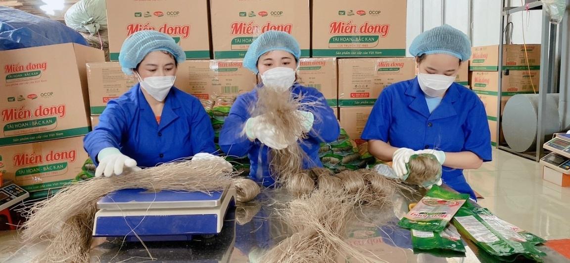 Đóng gói miến dong tại HTX Tài Hoan, xã Côn Minh, huyện Na Rì.