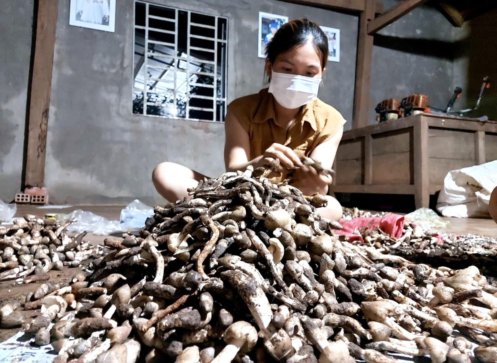 Người dân gom nấm mối đem đi tiêu thụ ở các tỉnh phía Nam. Ảnh: Tuấn Anh.