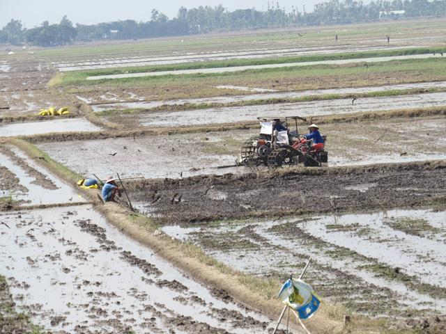 Toàn tỉnh xuống giống hơn 45.000ha lúa thu đông