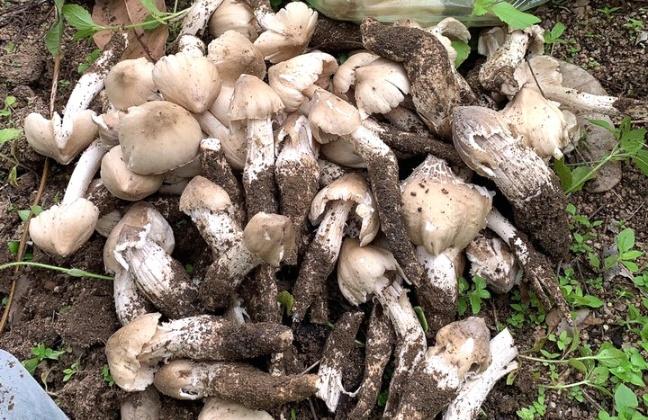 Nấm mối năm nay có giá tương đối cao, giúp người dân tăng thu nhập đáng kể. Ảnh: Tuấn Anh.