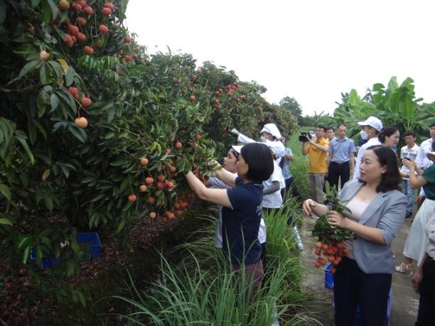Tỉnh Hải Dương đã và đang triển khai nhiều giải pháp, tiến bộ khoa học kỹ thuật về giống, quy trình canh tác nhằm nâng cao chất lượng, mẫu mã sản phẩm. Ảnh: Nguyễn Thành.