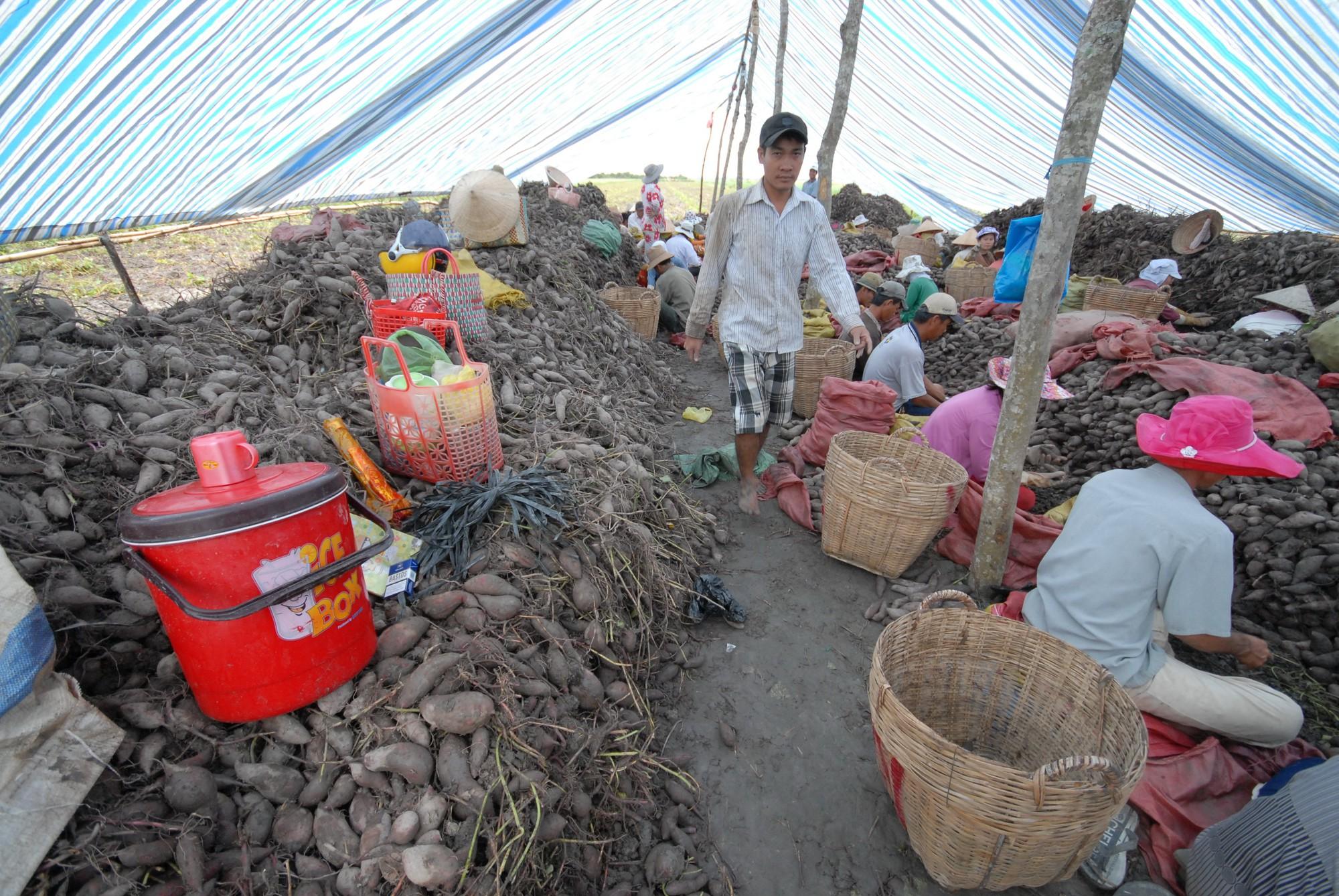 Mở cửa thị trường Trung Quốc, giá khoai lang tăng gấp đôi