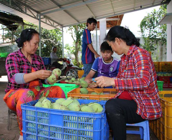 Giá xoài tăng cao nhưng nông dân không đủ hàng đáp ứng nhu cầu thị trường (Ảnh: Nhật Nam)