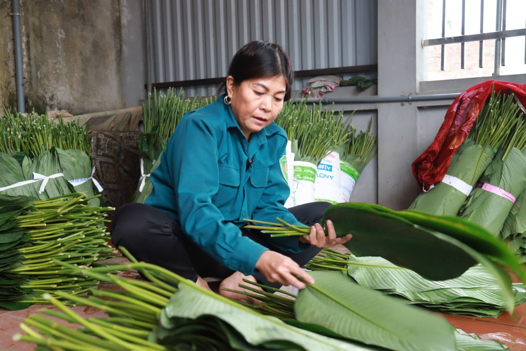 Lá dong sau khi được cắt từ vườn về sẽ được người nông dân phân theo 3 loại với kích thước từ to đến nhỏ