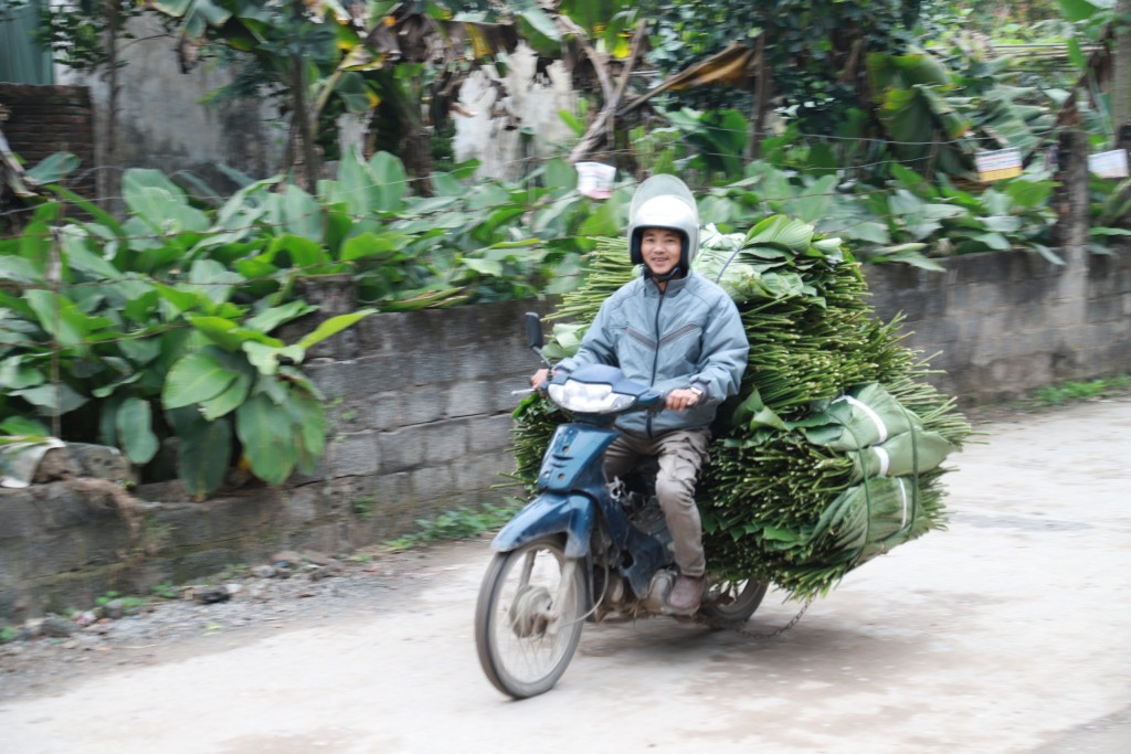 Lá dong sau khi được cắt và chia thành từng bó thì sẽ được thu mua và vận chuyển bằng xe tải đến các tiểu thương hoặc những người mua lẻ