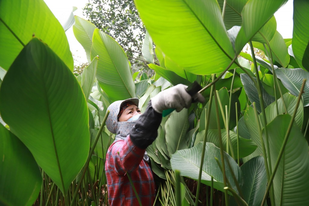 Đến Tràng Cát thời điểm này, người dân nơi đây đang tất bật ra vườn cắt lá để kịp phục vụ nhu cầu gói bánh chưng Tết Nguyên Đán