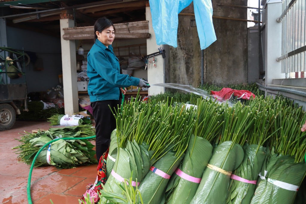 Theo kinh nghiệm dân gian, người dân nên bảo quản lá dong bằng cách dấp nước, bó lại và dựng đứng ở nơi có độ ẩm cao, phần cuống lá hướng lên trên. Với cách này, lá có thể để tươi tới 20 ngày.