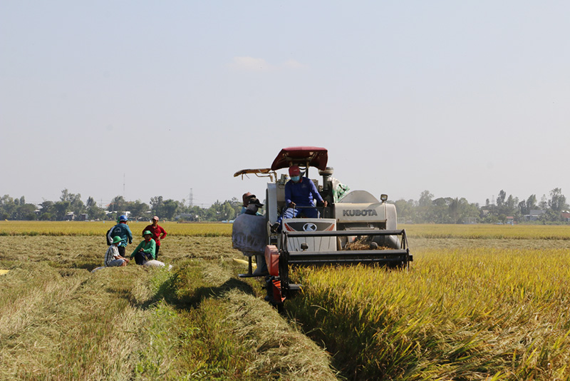 Nông dân Đồng Tháp tiên phong sản xuất nông nghiệp theo hướng hữu cơ