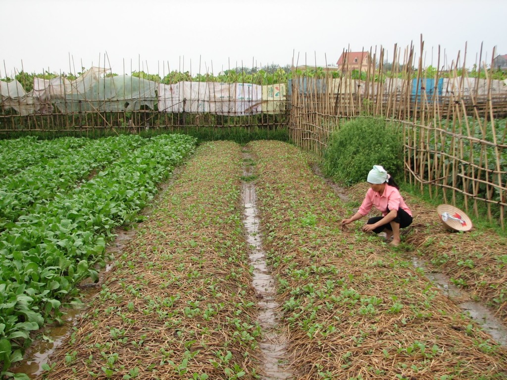 Khẩn trương bù đắp sản lượng lương thực bị thiếu hụt do bão, lũ