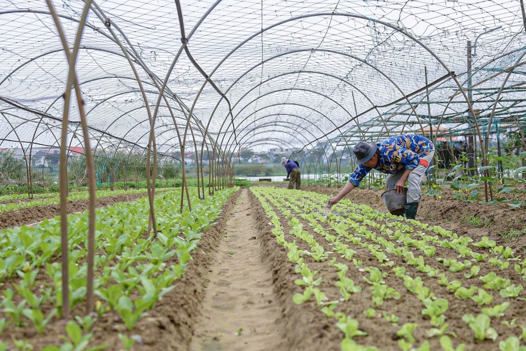 Dịp cận Tết Nguyên đán 2025, nông dân trên địa bàn thành phố Đà Nẵng đã xuống giống các loại rau quả phổ biến (Ảnh Đ.Minh)