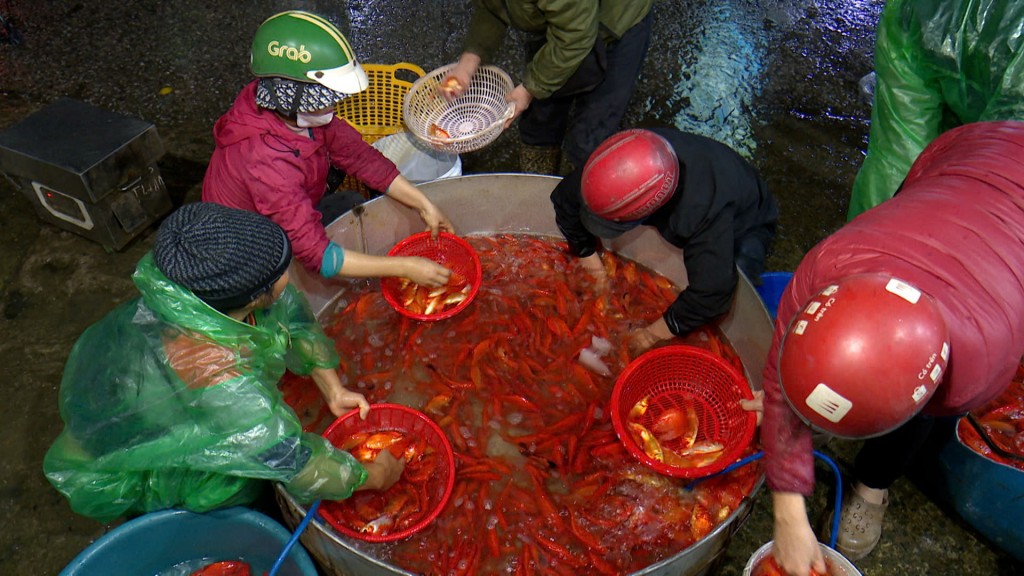 Nguồn cung cá tại chợ Yên Sở chủ yếu đến từ các tỉnh lân cận như Hưng Yên, Nam Định và Hải Dương, nơi có các trang trại nuôi cá chuyên nghiệp