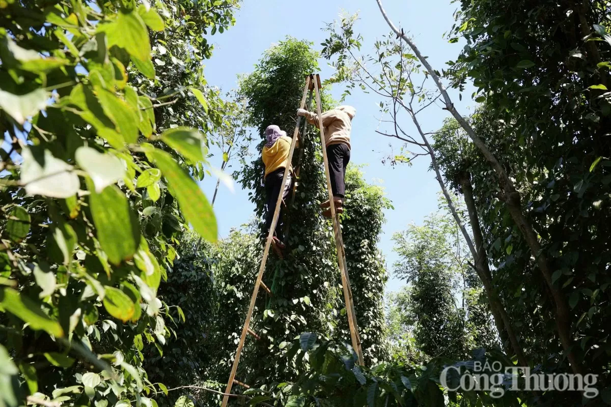 Giá tiêu hôm nay 24/1/2025, trong nước tăng nhẹ