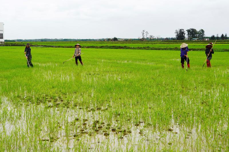 Nông dân Bố Trạch xuống đồng tỉa dặm, chăm sóc lúa đông-xuân.