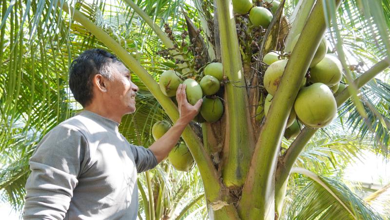 Anh Trần Sơn (ở thôn La Hà Tây, xã Quảng Văn) bên vườn dừa xiêm trĩu quả.