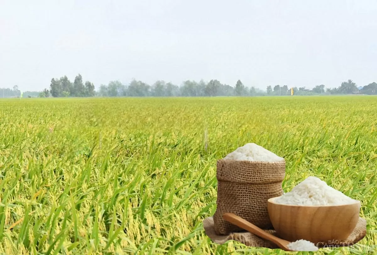 Giá lúa gạo hôm nay ngày 17/3: Lúa có xu hướng tăng Giá lúa gạo hôm nay ngày 17/3: Lúa có xu hướng tăng