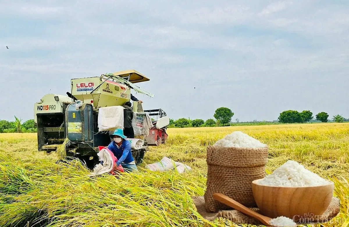 Giá lúa gạo hôm nay ngày 21/3: Lúa tươi tiếp đà tăng Giá lúa gạo hôm nay ngày 21/3: Lúa tươi tiếp đà tăng