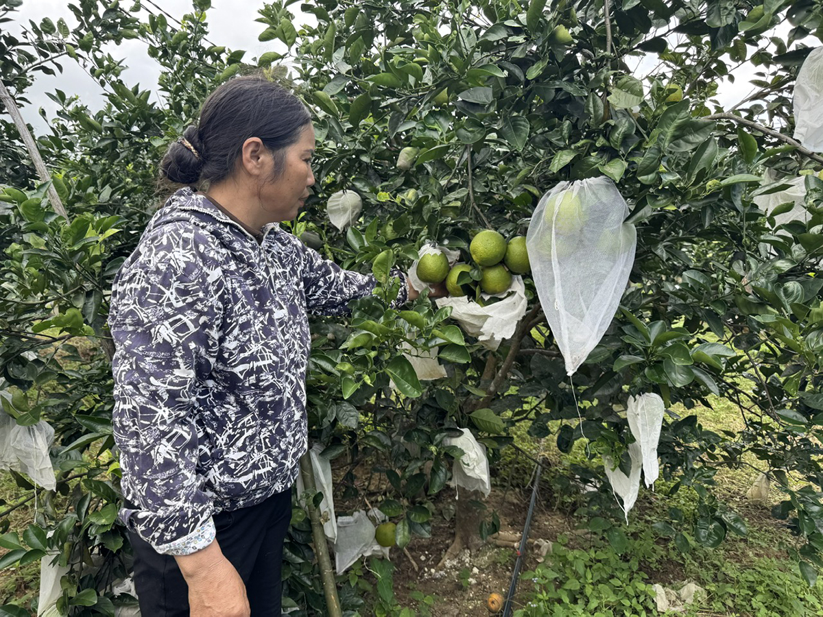 Mô hình chuyển đổi cơ cấu cây trồng vùng gò đồi kém hiệu quả sang trồng cây ăn quả cho hiệu quả kinh tế cao.