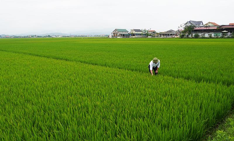 Liên kết sản xuất lúa đang là hướng đi bền vững, giúp nâng cao hiệu quả, tăng thu nhập cho bà con.