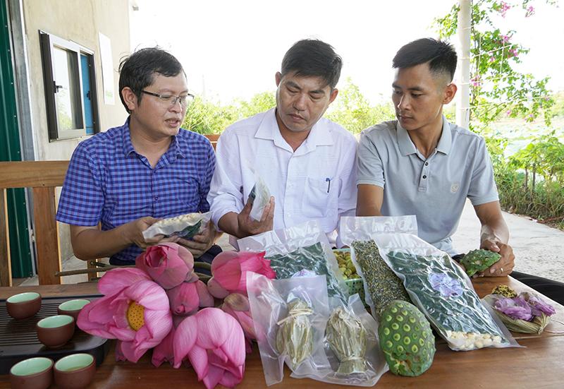 Chuỗi liên kết sen của nông dân xã Duy Ninh.