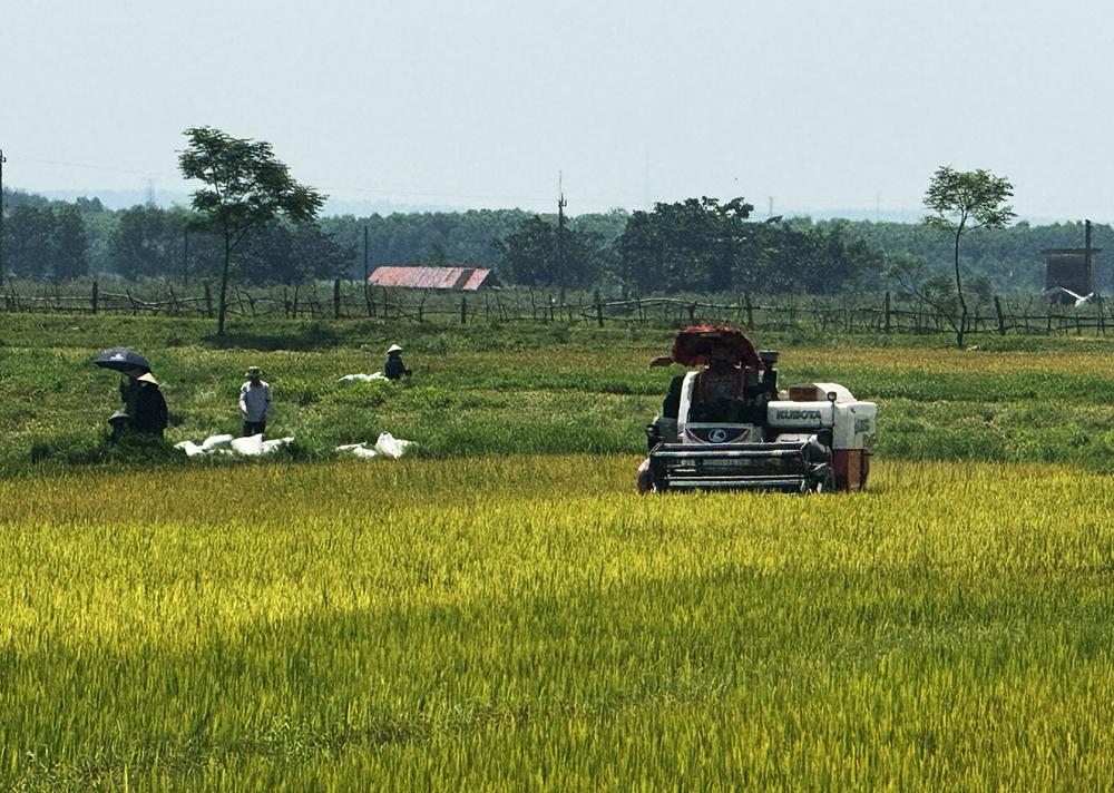 Nông dân huyện Lệ Thủy thu hoạch lúa đông-xuân.