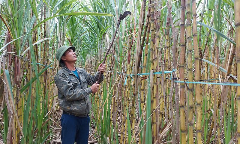 Anh Phạm Thanh Hải, thôn Tây Trúc, xã Tiến Hóa (Tuyên Hóa) bên ruộng mía của gia đình.