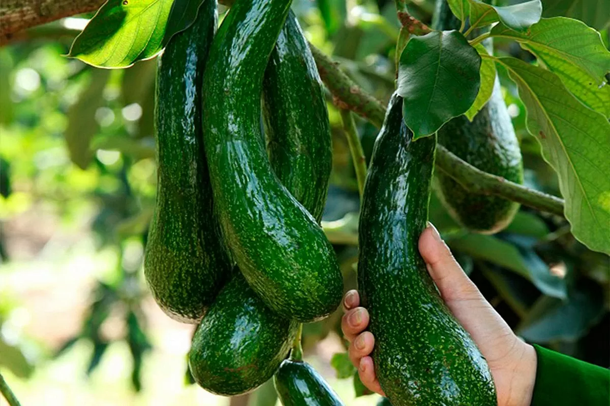 Phát huy thế mạnh bản địa, nâng tầm sản phẩm OCOP Lâm Đồng