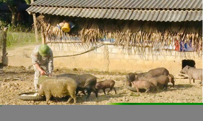 Mô hình chăn nuôi lợn rừng lai của anh Trương Xuân Năm, xã Tân Hóa bước đầu cho hiệu quả kinh tế khá.