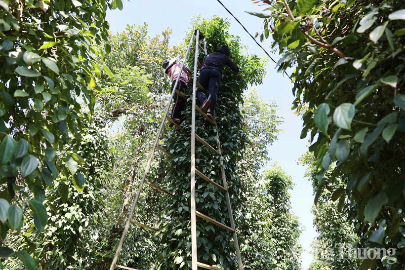 Nông dân tỉnh Đắk Nông thu hoạch hồ tiêu