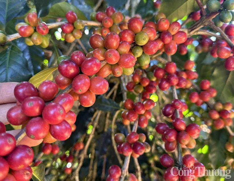 Giá cà phê Robusta tăng hơn 1,1% lên mức 3.660 USD/tấn, giá cà phê Arabica  đánh mất hơn 2,7% xuống mức 6.436 USD/tấn.