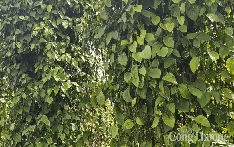 Những vườn tiêu xanh tốt, trĩu quả được trồng ở Gia Lai