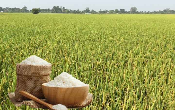 Giá lúa gạo hôm nay ngày 18/7: Gạo nguyên liệu xuất khẩu giảm, lúa tương vững giá. Ảnh: Thanh Minh.