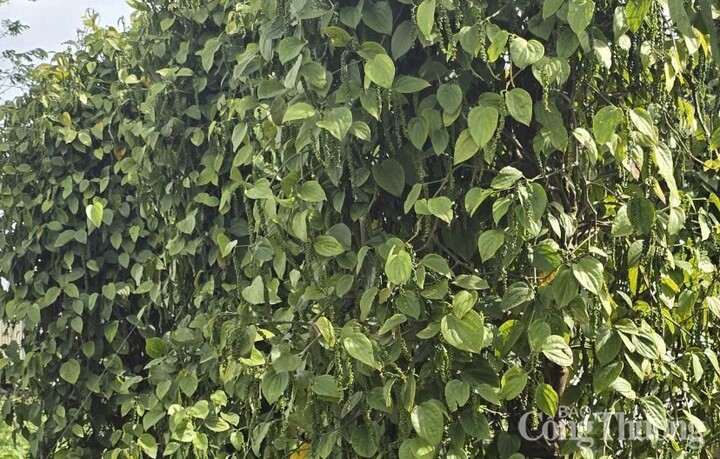 Những vườn tiêu xanh tốt, trĩu quả được trồng ở Lâm Đồng