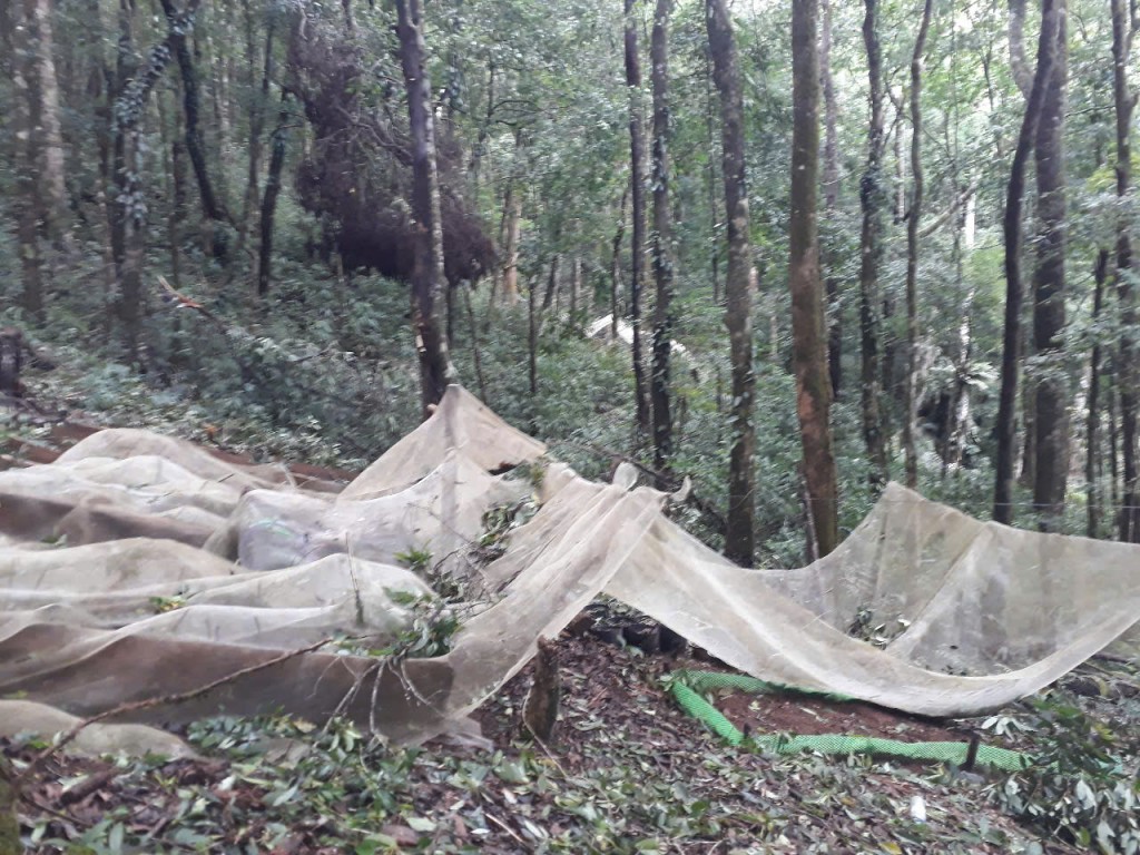 Quảng Ngãi: Hơn 5.000 cây sâm Ngọc Linh bị hư hại do mưa lớn