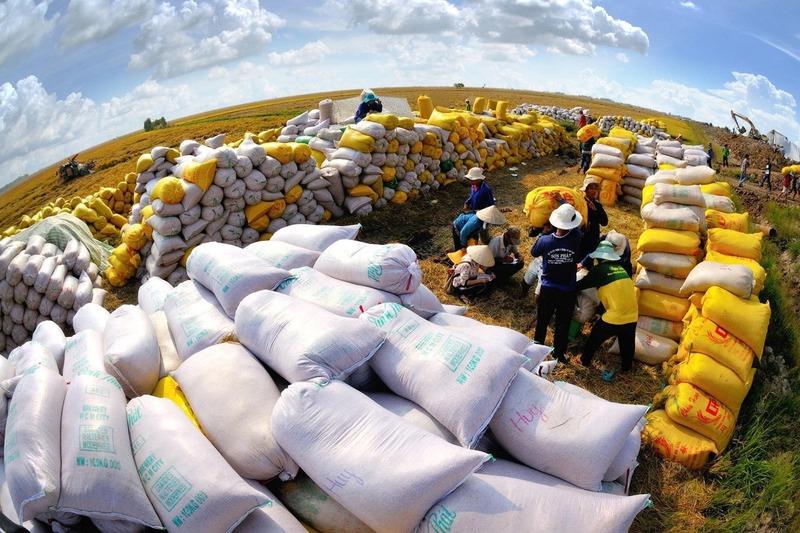 7 tháng đầu năm 2025, xuất khẩu gạo đạt 2,8 tỷ USD, giảm 16,3% so với cùng kỳ năm ngoái