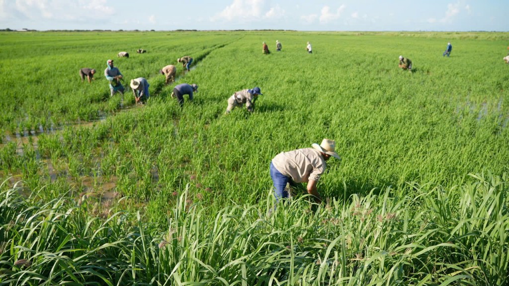 “Hạt giống hạnh phúc” nghĩa tình giữa Việt Nam - Cu Ba
