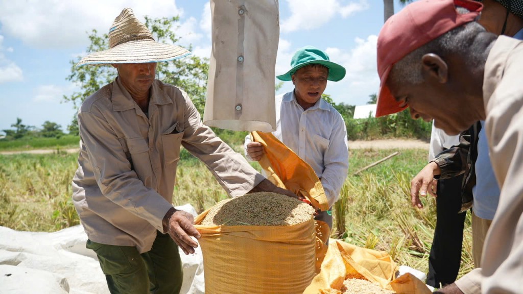 “Hạt giống hạnh phúc” nghĩa tình giữa Việt Nam - Cu Ba