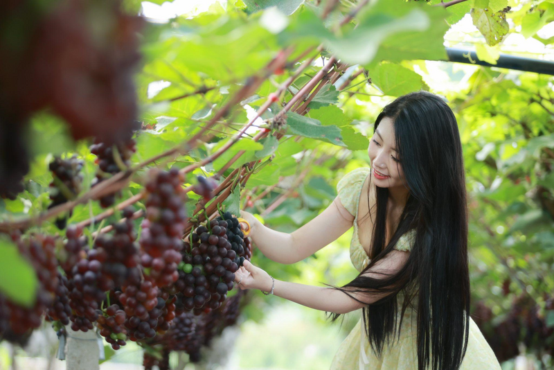 Khách du lịch checkin tại vườn nho của Hợp tác xã Dịch vụ và phát triển nông nghiệp 19/8. Ảnh: Hợp tác xã Dịch vụ và phát triển nông nghiệp 19/8