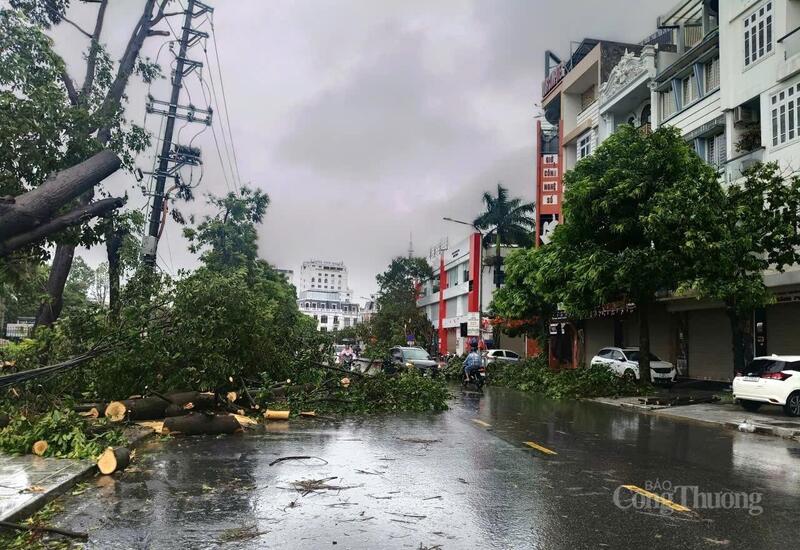 Các cây xanh bị bật gốc từ đêm 25/8